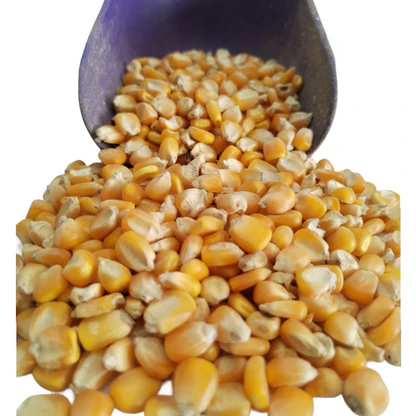MAIZ ENTERO X 1 KG